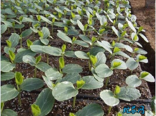 种植西瓜技术、秋季西瓜的栽培方法及注意事项!