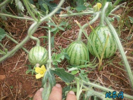 种植西瓜技术、秋季西瓜的栽培方法及注意事项!