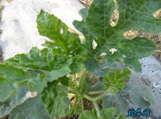 种植西瓜技术、秋季西瓜的栽培方法及注意事项!