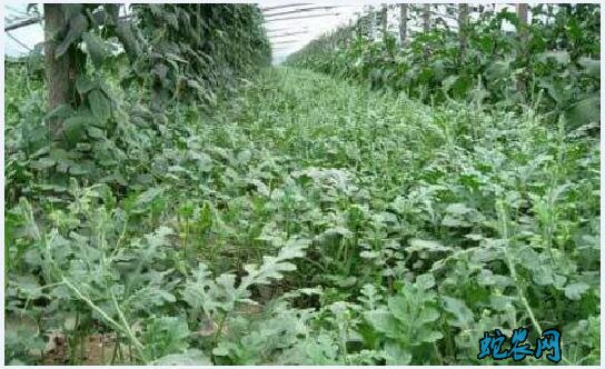 种植西瓜技术、秋季西瓜的栽培方法及注意事项!