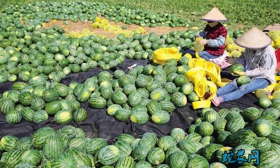 种植西瓜技术、秋季西瓜的栽培方法及注意事项!