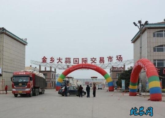 山东金乡市场:金乡大蒜入库进行中价格上涨13.4%!