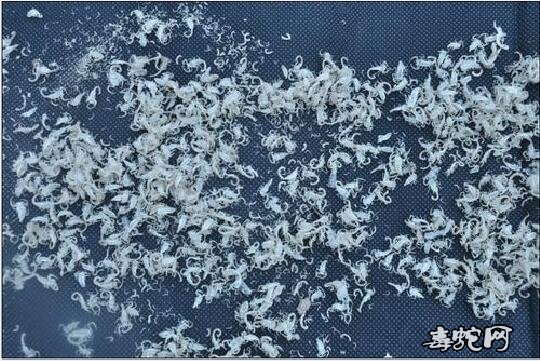人工饲养蝎子、影响蝎子脱皮的主要因素有哪些?