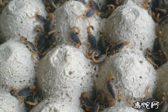 人工饲养蝎子、影响蝎子脱皮的主要因素有哪些?