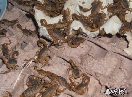 人工饲养蝎子、影响蝎子脱皮的主要因素有哪些?