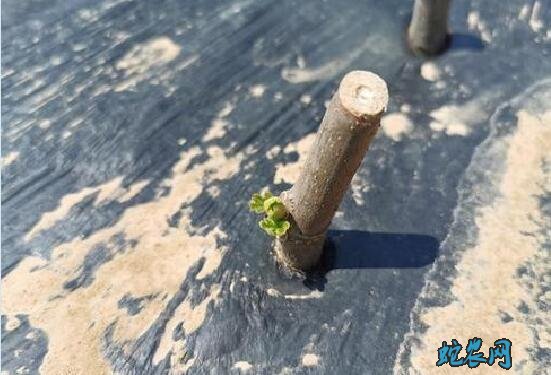 无花果栽培技术、无花果苗扦插与施肥技术!