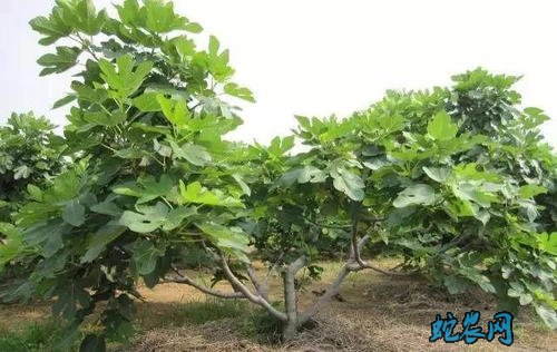 无花果栽培技术、无花果苗扦插与施肥技术!