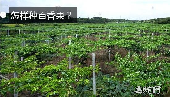 怎样种百香果?