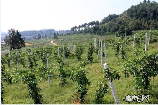 怎样种百香果?