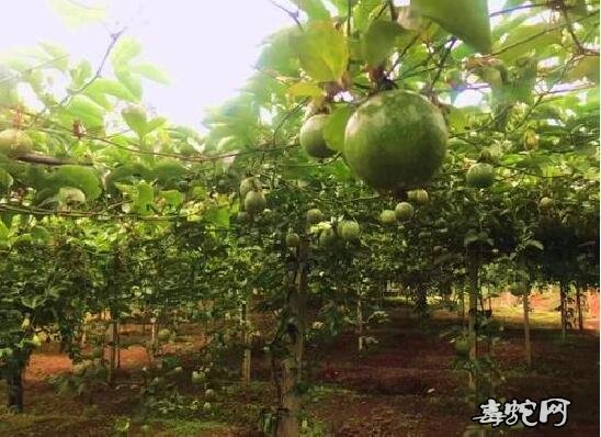 怎样种百香果?