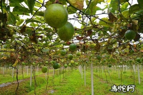 怎样种百香果?