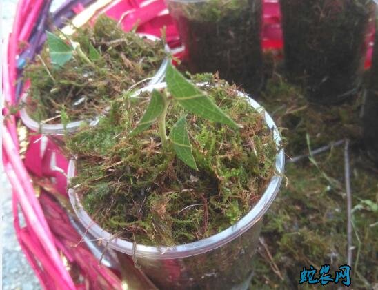 蓝莓种苗、蓝莓种苗是怎样繁殖的？