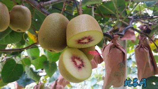猕猴桃怎么种、东红猕猴桃冬季定植要点!