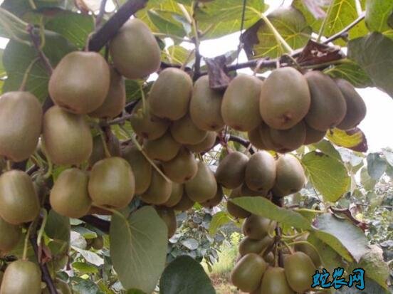 猕猴桃怎么种、东红猕猴桃冬季定植要点!