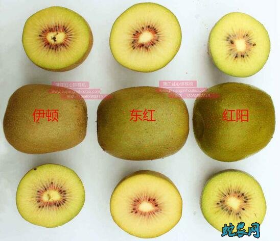 猕猴桃怎么种、东红猕猴桃冬季定植要点!