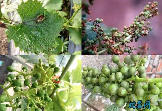 葡萄种植、常见的葡萄缺硼症状、原因及防治方法!