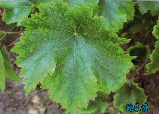 葡萄种植、常见的葡萄缺硼症状、原因及防治方法!