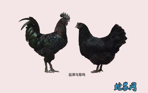 2020年6月17日盐津乌骨鸡价格行情、今日盐津乌骨鸡多少钱一斤?