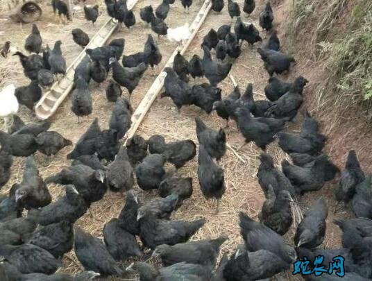 2020年6月17日盐津乌骨鸡价格行情、今日盐津乌骨鸡多少钱一斤?