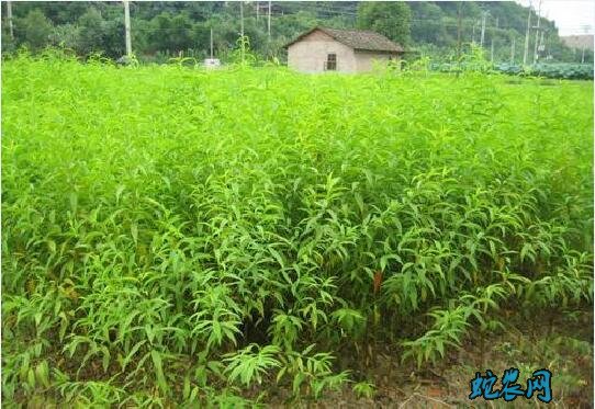 怎么种桃子?吃完的桃子怎么种?