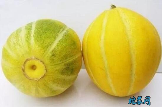 甜瓜最好的品种、中国10种最甜的甜瓜品种图片