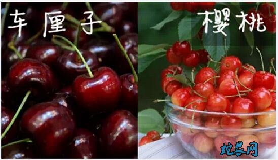 大樱桃、大樱桃和车厘子的区别?