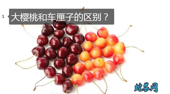 大樱桃、大樱桃和车厘子的区别?