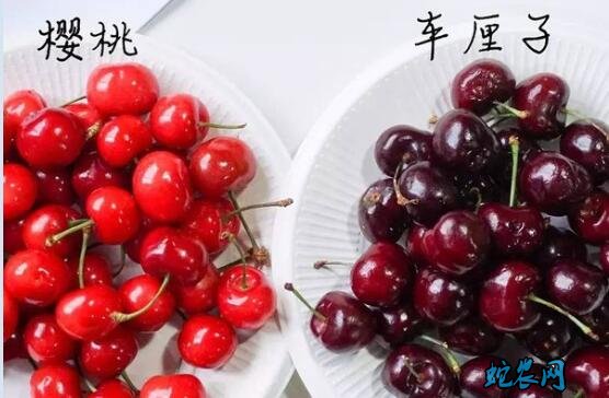 大樱桃、大樱桃和车厘子的区别?