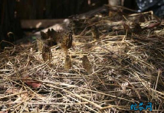 羊肚菌如何种植、羊肚菌种植方法与条件?
