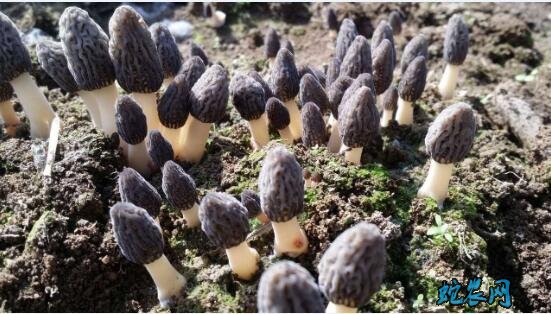 羊肚菌如何种植、羊肚菌种植方法与条件?