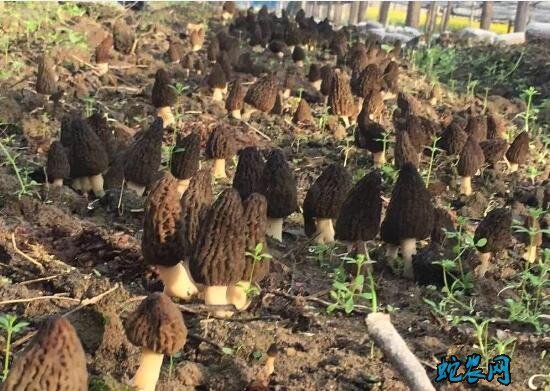 羊肚菌如何种植、羊肚菌种植方法与条件?