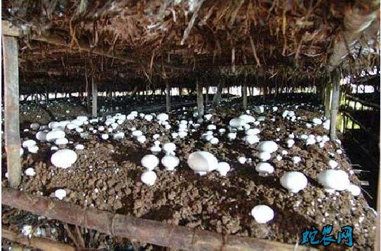 种蘑菇、种蘑菇的方法？