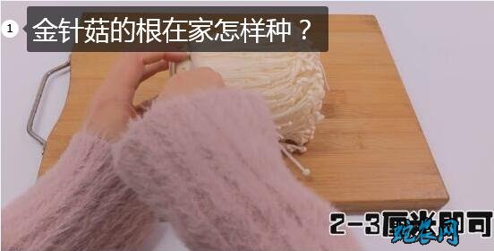 金针菇的根在家怎样种步骤图1