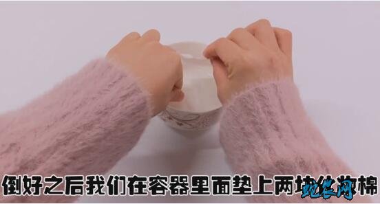 金针菇的根在家怎样种步骤图5