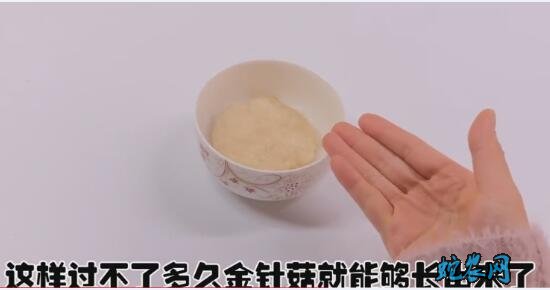 金针菇的根在家怎样种步骤图6