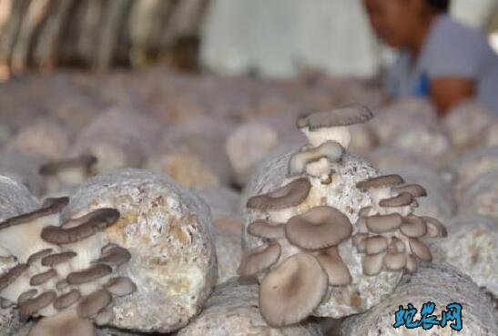 平菇怎么种植?玉米芯豆腐渣混栽平菇技术?