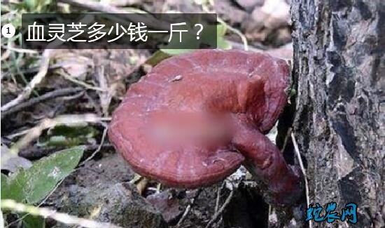 血灵芝多少钱一斤?2020年赤灵芝价格行情?
