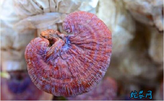 血灵芝多少钱一斤?2020年赤灵芝价格行情?