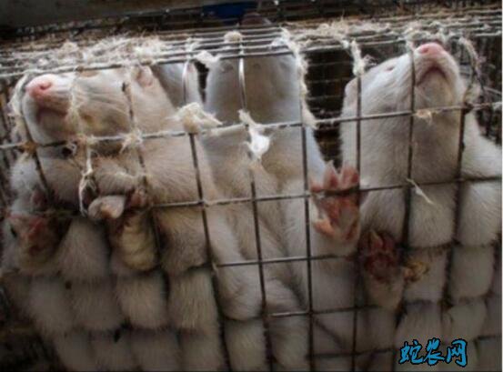 重大发现!荷兰动物传人感染源或为野猫!部分餐厅刚恢复营业就被关停?