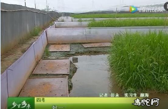 稻田养殖青蛙、稻田养殖青蛙技术视频!