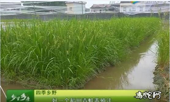 稻田养殖青蛙、稻田养殖青蛙技术视频!