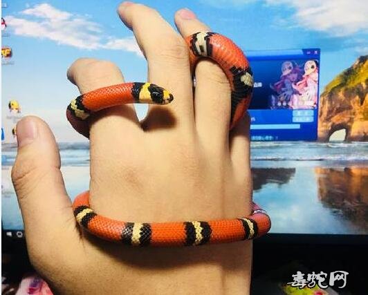 宠物蛇都有哪些?常见宠物蛇品种大全!