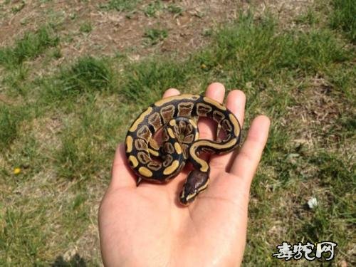 宠物蛇都有哪些?常见宠物蛇品种大全!