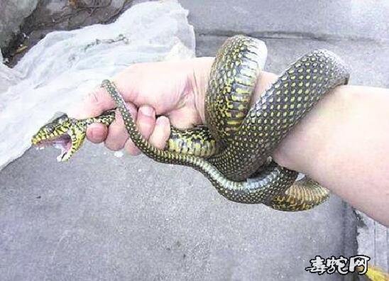 抓王锦蛇为什么会那么臭？杭州消防员帮助抓蛇臭的快吐了！
