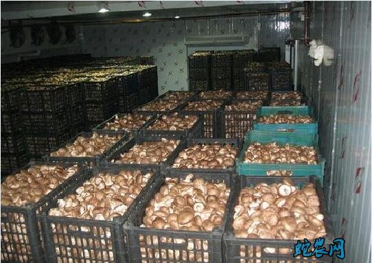 蔬菜怎么保鲜?蔬菜采摘后防止失水的措施!