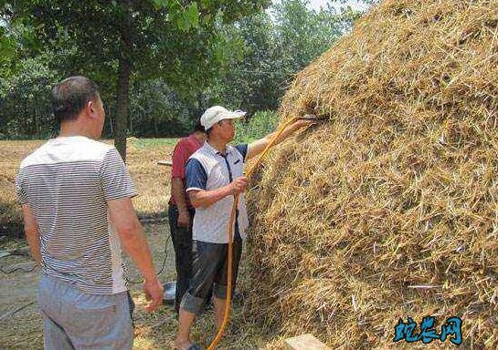 氨化秸秆、羊饲料秸秆氨化技术