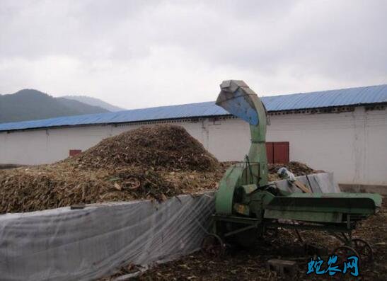 氨化秸秆、羊饲料秸秆氨化技术