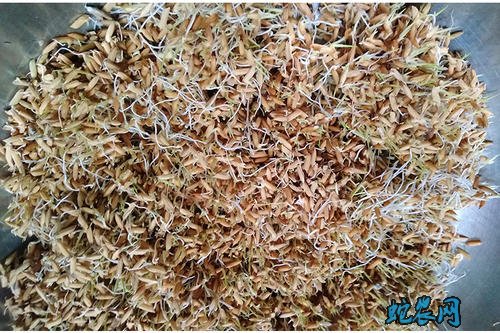 饲料加工:发芽饲料的加工制作技术!