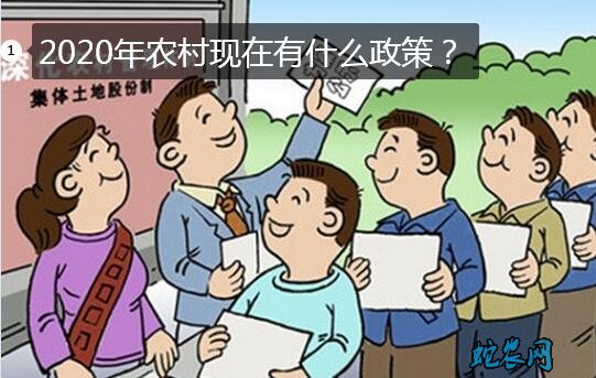 2020年农村现在有什么政策?