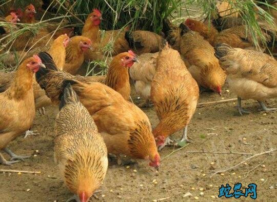 2020年6月21日青脚土鸡价格行情、今日青脚土鸡多少钱一斤?